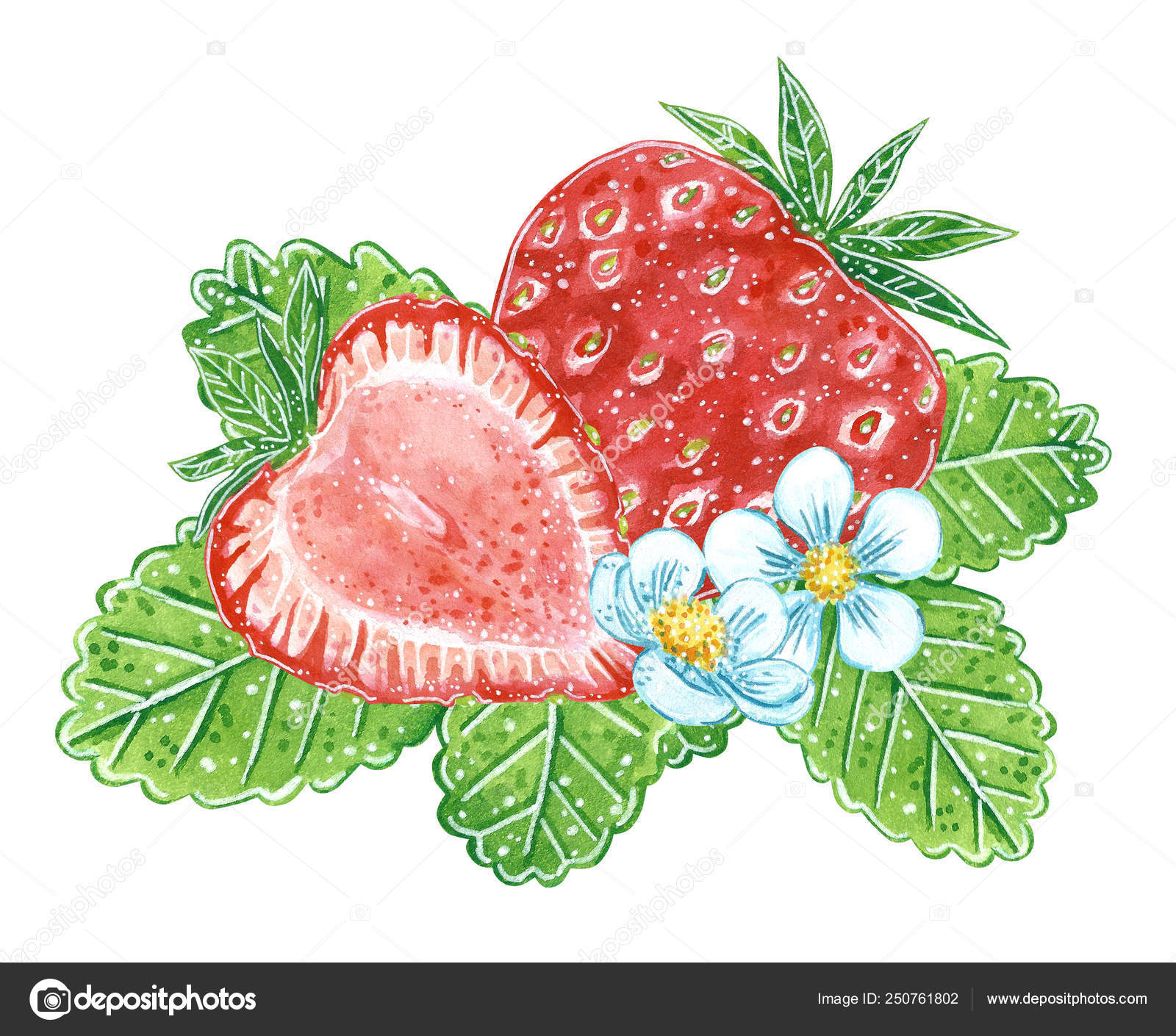 ジャム ジュース 夏メニューのイチゴのイラスト 手描き水彩イラスト ジャム ジュース 夏メニューのイチゴのイラスト 手描き水彩イラスト