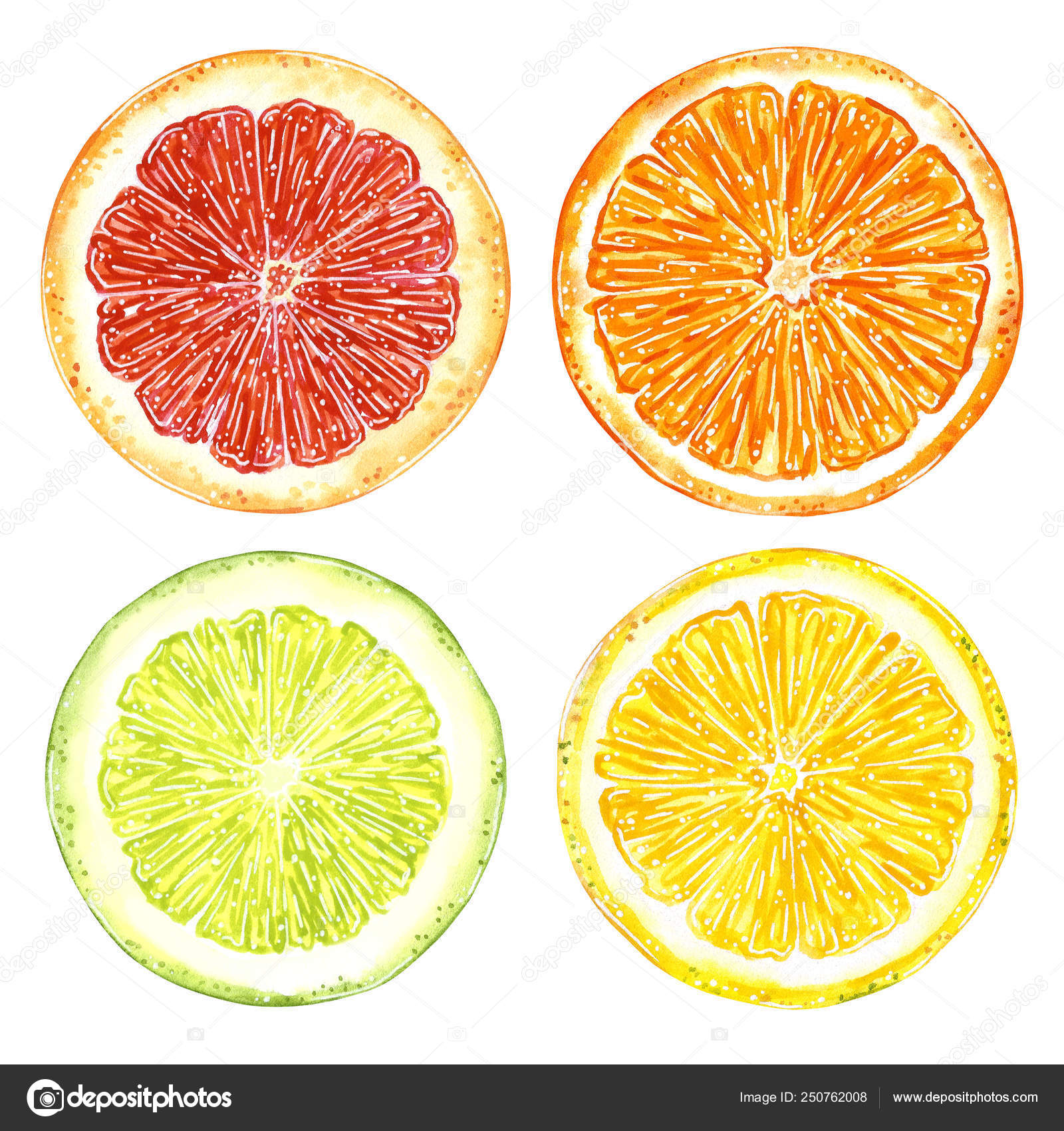 Grapefruit Orange Lemon Lime Slices Clipart Set Hand Drawn Watercolor