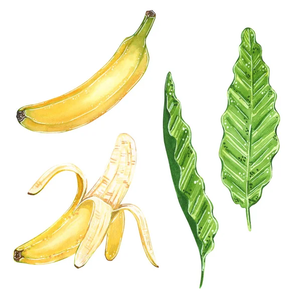 Banan Clipartów Zestaw Liści Akwarela Ilustracja Stylu Cartoon Białym Tle — Zdjęcie stockowe