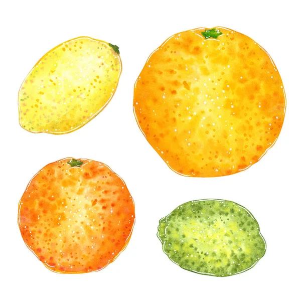 Ensemble Cliparts Pamplemousse Orange Citron Citron Vert Illustration Aquarelle Dessinée — Photo