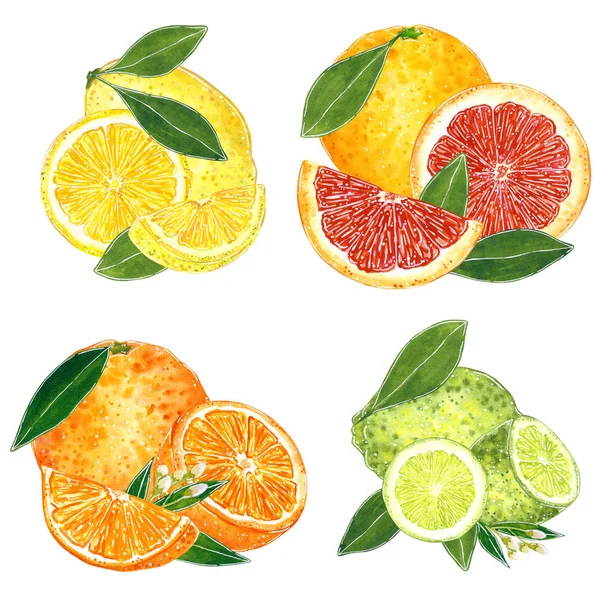 一套四个柑橘插图果酱 夏季菜单 鸡尾酒食谱 手绘水彩插图 卡通风格 孤立在白色 — 图库照片