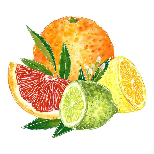 Zitrusfrüchte Illustration Für Marmelade Saft Sommermenü Cocktail Rezept Handgezeichnete Aquarell — Stockfoto