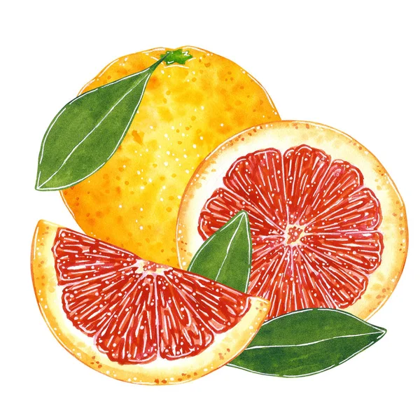 夏季菜单 鸡尾酒食谱的葡萄柚插图 手绘水彩例证 动画片样式 查出在白色 — 图库照片