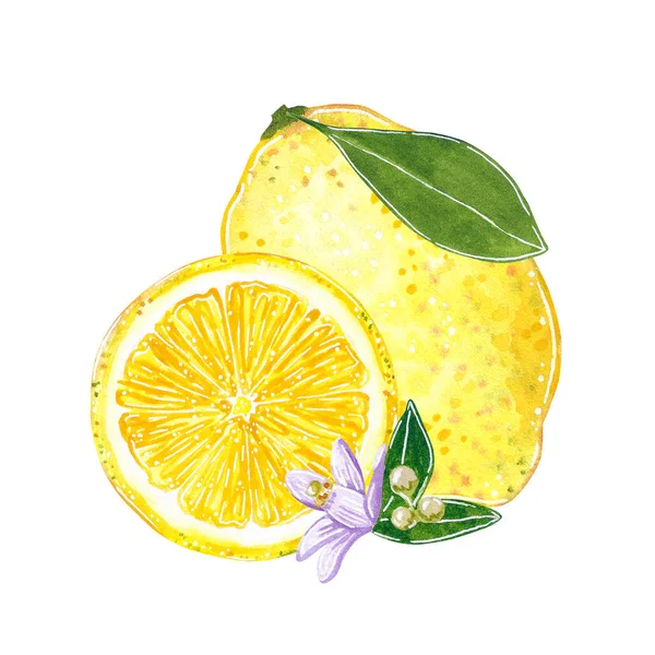 柠檬与叶子例证果酱 夏天菜单 手绘水彩例证 动画片样式 查出在白色 — 图库照片