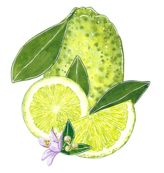 Limón Con Hojas Ilustración Para Mermelada Jugo Menú Verano Receta —  Fotos de Stock