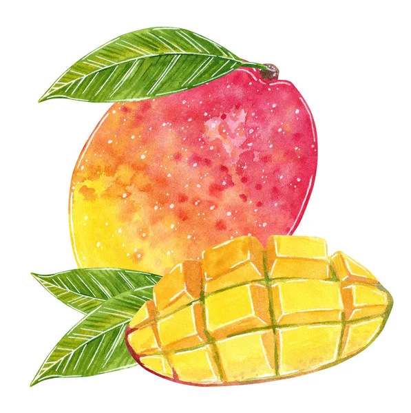 Mango Ilustración Para Mermelada Jugo Menú Verano Receta Cóctel Acuarela — Foto de Stock