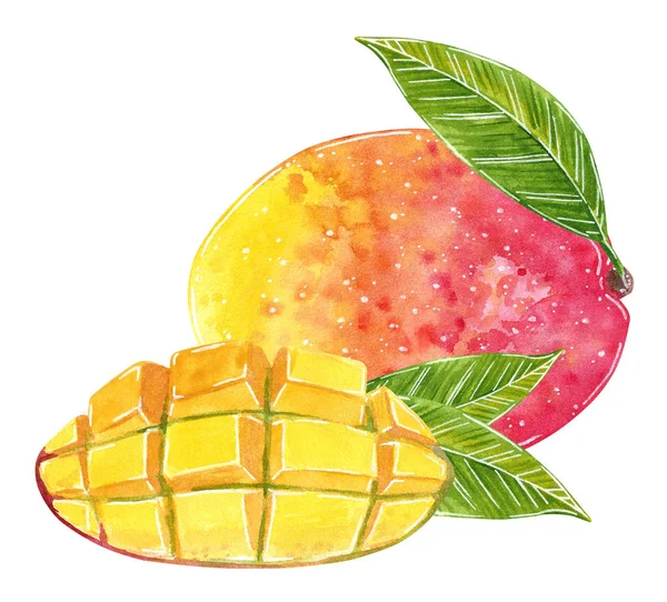 Mango Ilustración Para Mermelada Jugo Menú Verano Receta Cóctel Acuarela — Foto de Stock