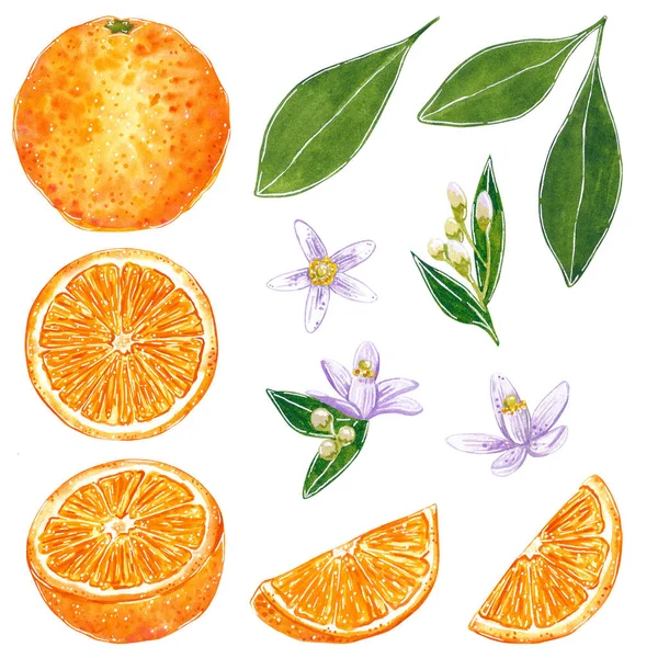 Clipart Naranja Con Hojas Flores Acuarela Dibujada Mano Ilustración Estilo —  Fotos de Stock