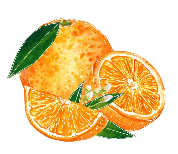Oranges with leaves illustration for jam, juice, summer menu. Hand drawn watercolor illustration, cartoon style, isolated on white.