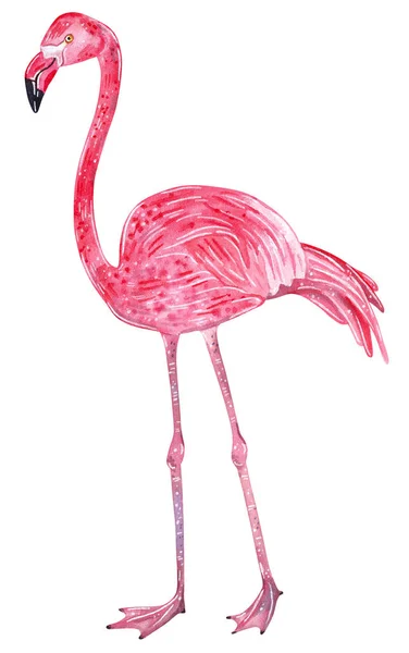 Duży Tropikalny Wild Pink Flamingo Ptak Ilustracja Akwarela — Zdjęcie stockowe