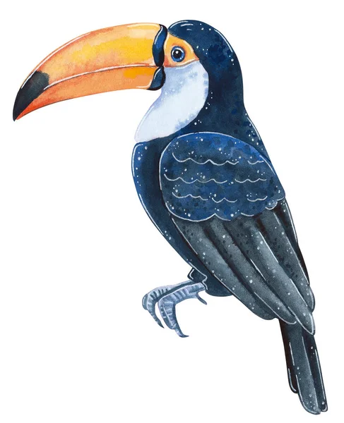 Toucan Pássaro Selvagem Tropical Ilustração Aquarela Desenhada Mão — Fotografia de Stock
