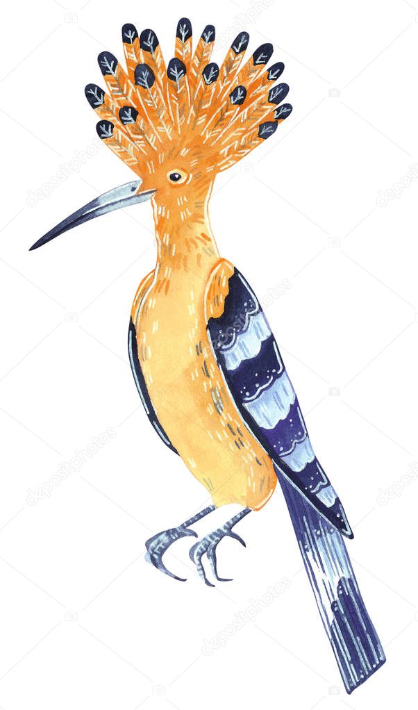 Hoopoe, tropical wild bird. Hand drawn watercolor illustration.