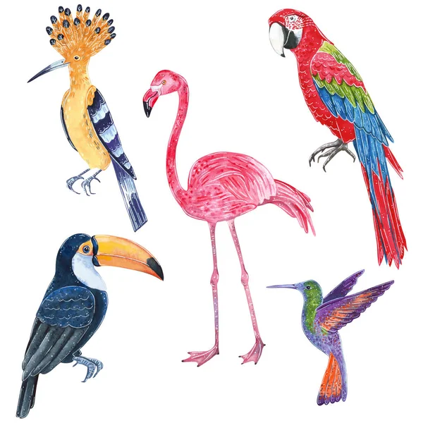 Set Van Tropische Wilde Vogels Toekan Hop Colibri Ara Papegaai — Stockfoto