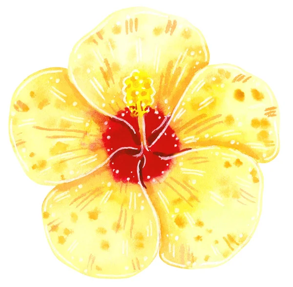 手描き水彩黄色ハイビスカスの花 家の植物 白で隔離 — ストック写真