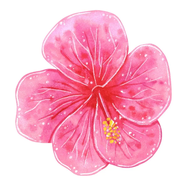 手描き白で隔離 水彩のハイビスカスのピンクの花 家の植物 — ストック写真