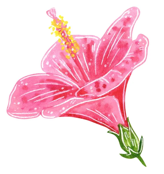 手描き白で隔離 水彩のハイビスカスのピンクの花 家の植物 — ストック写真