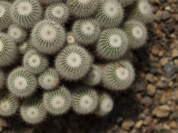 Cactus Primo Piano Texture Sfondo Naturale — Foto Stock