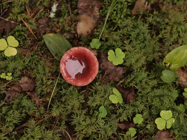 Floresta Outono Tempo Quente Região Moscou Cogumelo Rússula — Fotografia de Stock