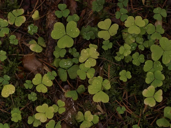 Wald Herbst Warmes Wetter Moskauer Gebiet Gras — Stockfoto