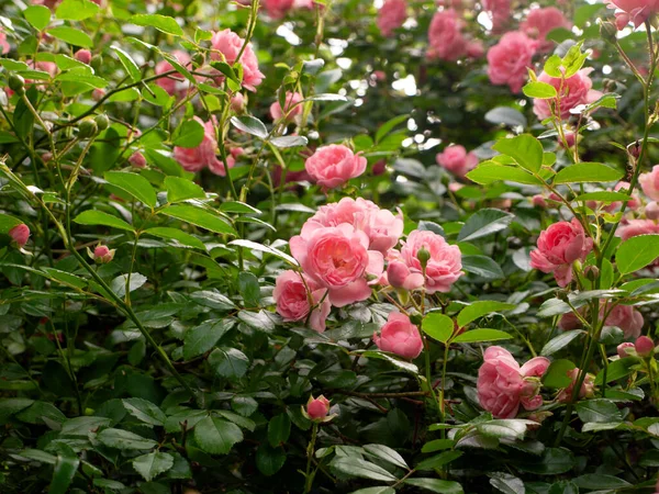 Rosa Ros Trädgården — Stockfoto
