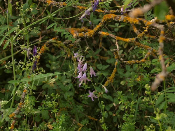 Flor Sino Roxo Plantas Verdes Floresta Floresta Sombria — Fotografia de Stock