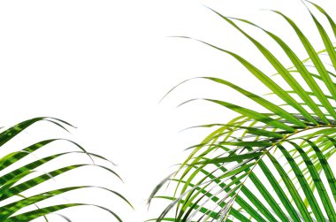 Palm çalılıkları, yapraklar, beyaz arka plan üzerinde izole çalılar. Tatil tatil tropic arka plan duvar kağıdı