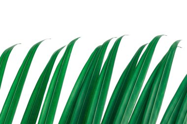 Satırda, beyaz arka plan üzerinde izole yan parçası uzun ipuçları palmiye yaprakları.