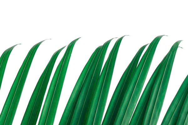 Satırda, beyaz arka plan üzerinde izole yan parçası uzun ipuçları palmiye yaprakları.