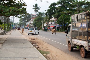 Weligama, Sri Lanka, 2017-12-19: Tehlikeli durum - Rating arabalar arasında rastgele çapraz yol inekler. Hint şehirde sıradan gün. Yol güvenliği kavramı. 
