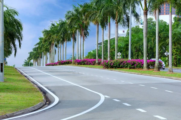 Empty city street with palm trees and flowers, asphalt road with markings, turn automobile ways. Malaysia, Cyberjaya.