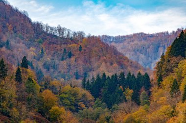Doğal arka plan - sonbahar orman Hills sarı ağaçları ile. Parlak sonbahar, mevsim değişikliği.