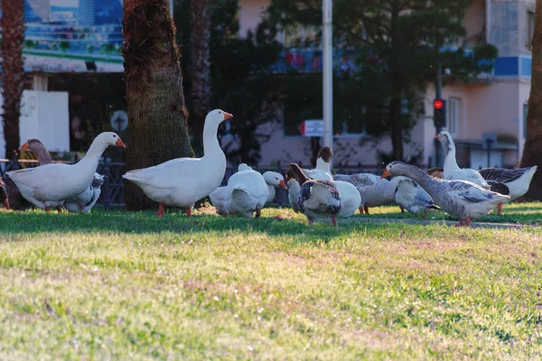 Leben Der Modernen Stadt Gänse Spazieren Auf Dem Rasen Hintergrund — Stockfoto