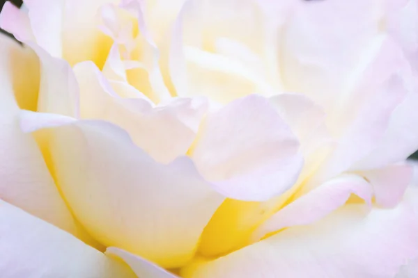 Blurred Image Pink Rose Flower Natural Abstract Macro Textured Background — Stock Photo, Image