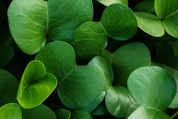 Background Saturated Green Leaves Close Growing Plant Pohuehue Beach Runners — Stock Photo, Image