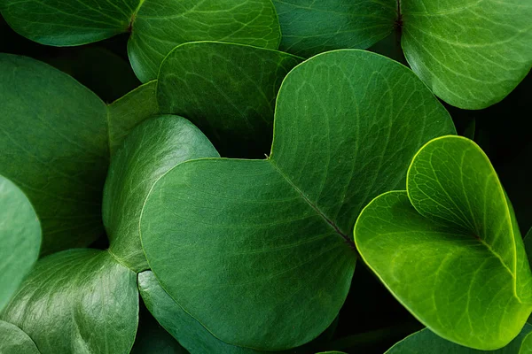 Тло Насичених Зелених Листя Близько Зростаюча Рослина Пуеуге Пляжні Бігуни — стокове фото