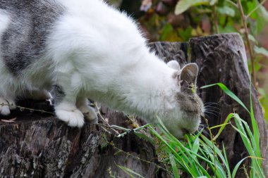 Kedi içinde belgili tanımlık bahçe yeşil çim yeme.