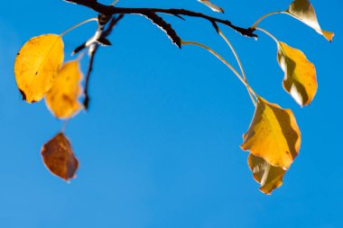 Altın, sarı yaprakları mavi gökyüzü ile şube. En az arka plan. Odak sığ derinliği ile fotoğraf. Kopya alanı.