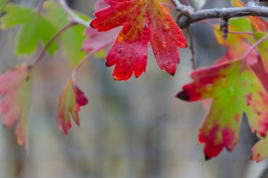 Su damlası ile parlak sonbahar yaprak, ufuk dal frenk üzümü ile bırakır. Odak sığ derinliği ile fotoğraf. 