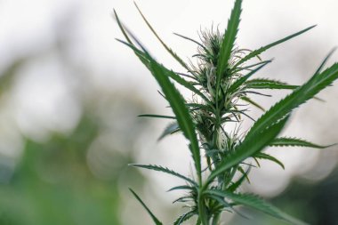 Taze Tarım kenevir Bahçe, bitki içinde tıbbi ilaç olarak yetişir. Vahşi doğal kenevir bitki bokeh arka plan ile. Metin, kopya alanı için boş yer.