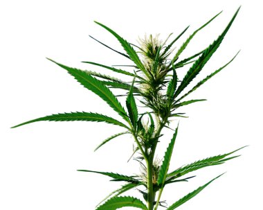 Beyaz arka plan üzerinde kenevir bitki. Esrar bush ile beyaz arka plan üzerinde izole çiçekler