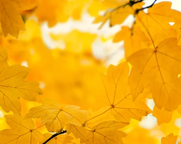 Rozostřeného Oranžové Javorové Listy Podzimní Zlaté Pozadí Rozmazané Prázdné Místo — Stock fotografie