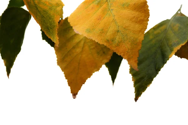 Żółte Liście Jesieni Izolowane Białym Tle — Zdjęcie stockowe