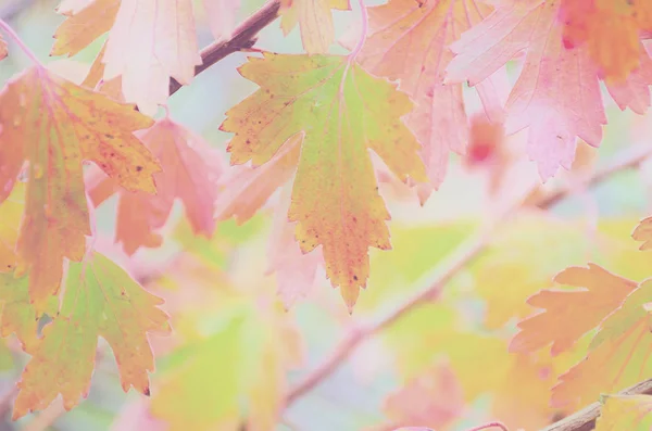 Fondo Colorido Pastel Hoja Borrosa Otoño Rama Desenfocada Con Hojas — Foto de Stock