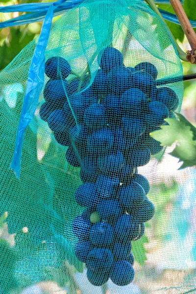 Grape with protective net from insects and birds. Bunch of red grape in protective grid.