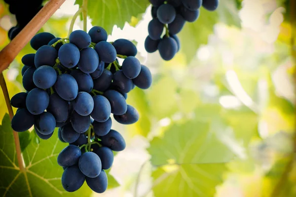 Bunch Ripe Blue Grape Hanging Vine Warm Tone Background Empty — Stock Photo, Image
