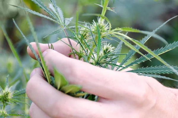 Mano Del Hombre Sostiene Montón Arbusto Marihuana Cáñamo Con Flores — Foto de Stock