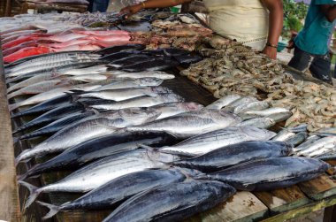 Balık ve deniz ürünleri, seçenek yelpazesi ile karşı. Ton balığı, karides, red snapper ile balık durak. Sri Lanka