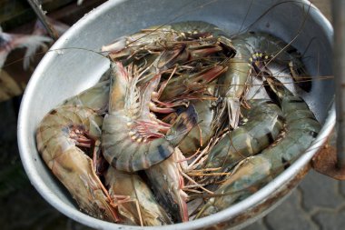 Kase taze karides. Sri Lanka balık ve deniz ürünleri pazarında.