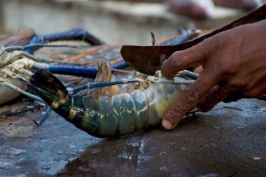 Cook ıstakoz balık pazarında, Sri Lanka keser..