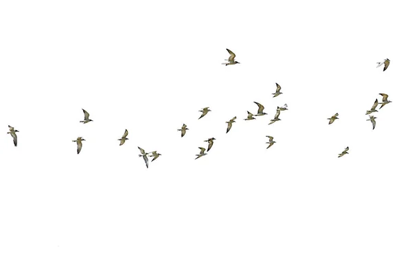 Flock Seagulls Isolated White Background — Stock Photo, Image